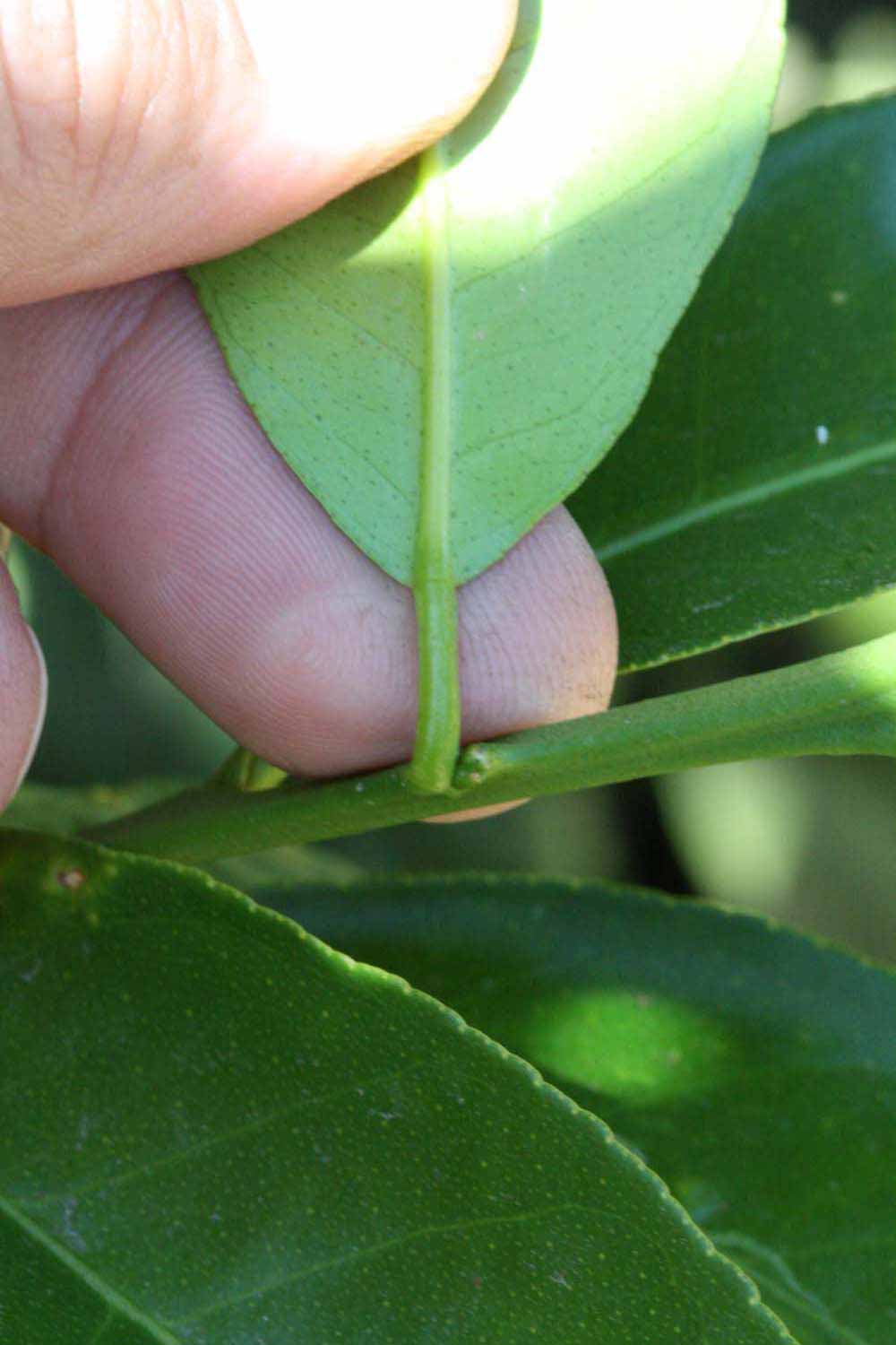              Petiole (Riverside, CA)       
